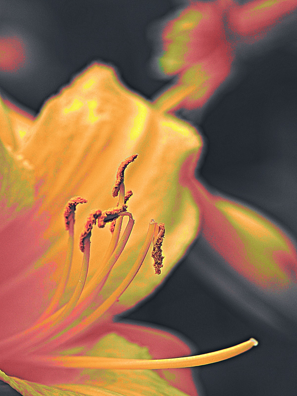 Day Lilly